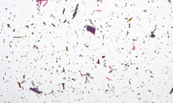 家庭に潜むマイクロプラスチック　発生源と簡単な置き換え法