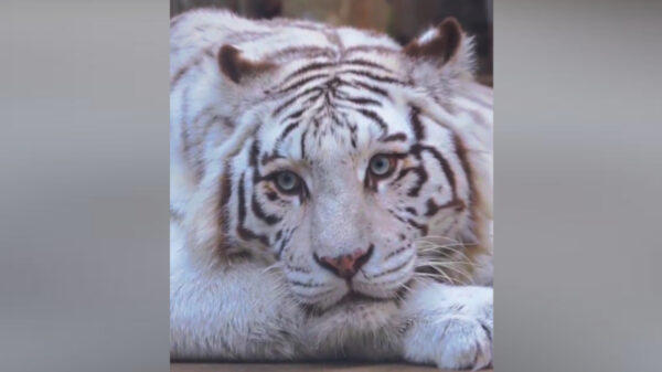 イケトラ？　微妙？　青島市の動物園のホワイトタイガー　容姿にネットで議論が集まる