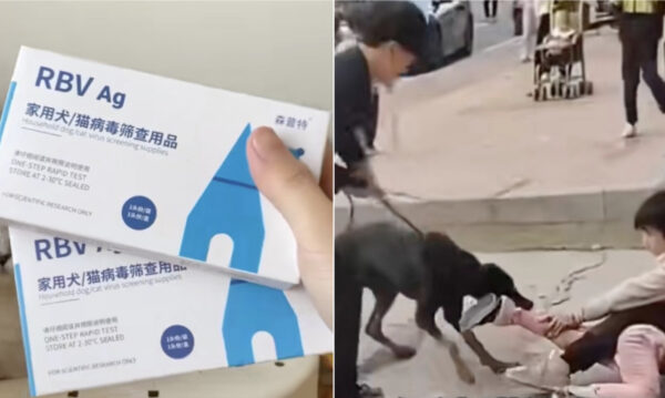 死亡率95％超　中国で狂犬病での死亡数が過去最高