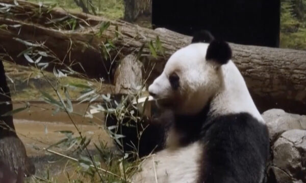 日本に残る最後のパンダ　予定より1か月早く中国へ返還
