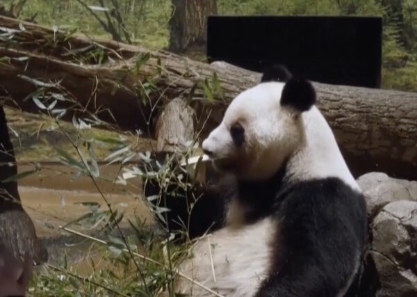日本に残る最後のパンダ　予定より1か月早く中国へ返還
