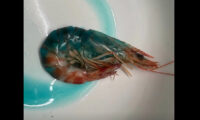 「これ食べて大丈夫？」調理後に青くなるエビ　中国
