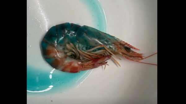 「これ食べて大丈夫？」調理後に青くなるエビ　中国