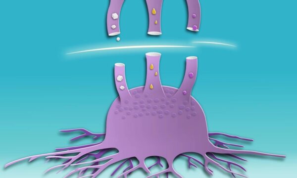 糖だけではない　がんが使う「代替燃料」と新たな治療戦略