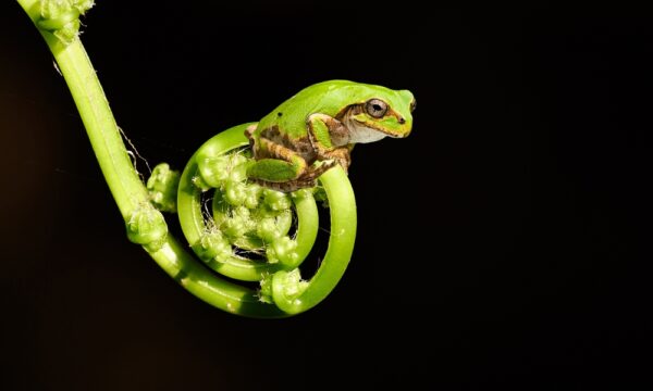 ニホンアマガエルの腸内細菌に強力ながん抑制効果　