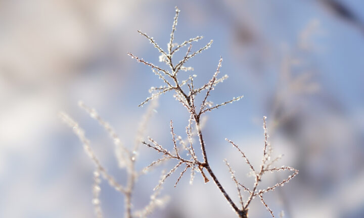 小寒の初候から五運を読み解き　セリで五臓を調える