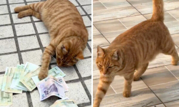 家の中に毎日落ちていた紙幣　防犯カメラが映した意外な真相