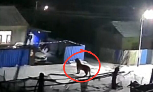 ことしも「トラ」が村を徘徊＝中国・黒竜江省