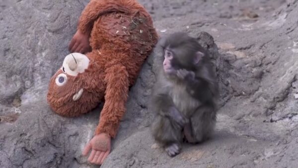 子ザル「パンチ」が世界で人気　ホワイトハウスも紹介　ぬいぐるみ完売相次ぐ
