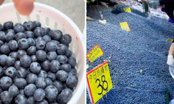 中国ブルーベリー豊作　バケツ単位で販売