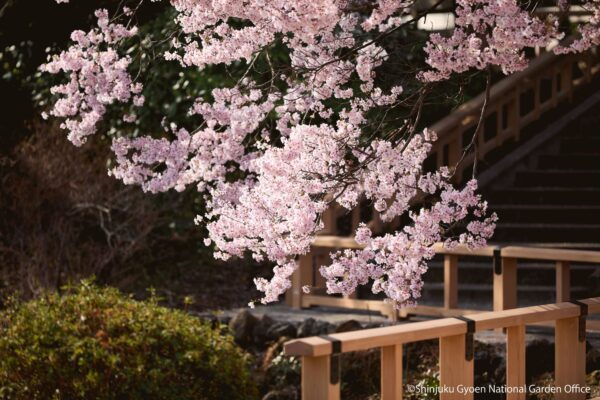 新宿御苑　2026年のお花見シーズンに事前予約制を導入