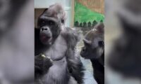 「うらやましくてたまらない」　仲間のおやつを見つめるゴリラが話題