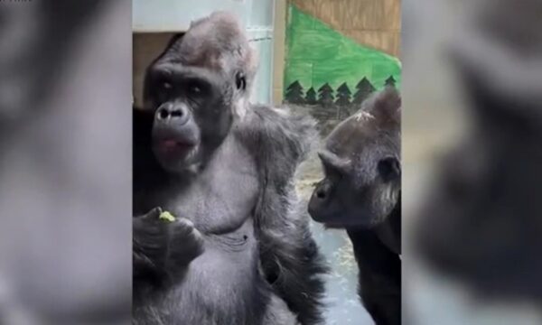 「うらやましくてたまらない」　仲間のおやつを見つめるゴリラが話題