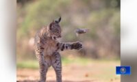 妙趣あふれる「ヤマネコの鼠遊び」　野生動物写真賞に輝く　