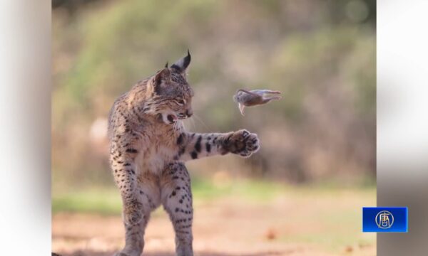 妙趣あふれる「ヤマネコの鼠遊び」　野生動物写真賞に輝く　
