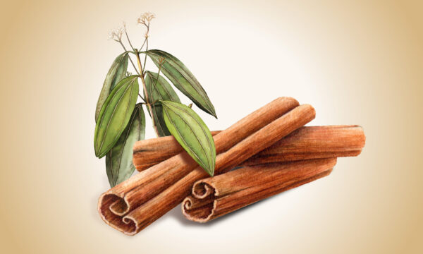 シナモン：血糖値を改善し炎症を抑える機能性スパイス