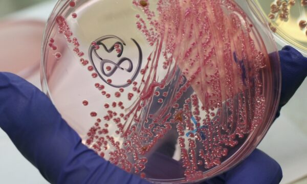 米国への大腸菌密輸で中国人研究者に有罪判決