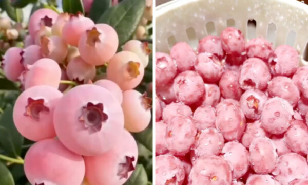 中国でピンクのブルーベリー話題に 見た目人気で価格急騰