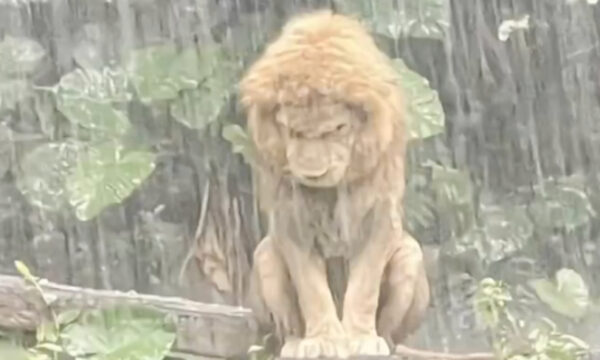 失恋したみたい？　雨の中で打ちひしがれる獅子が話題　中国