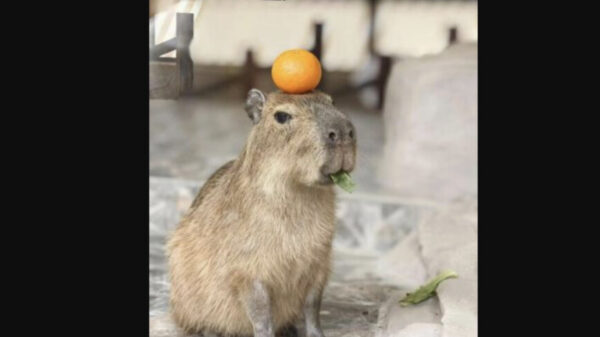 園からカピバラ脱走　懸賞20万円は話題作りか？＝中国