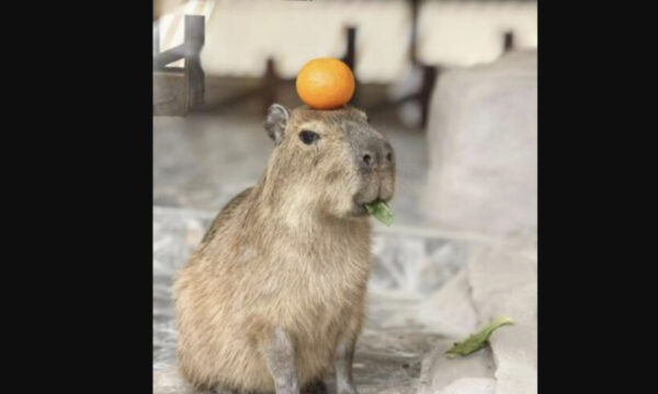 園からカピバラ脱走　懸賞20万円は話題作りか？＝中国