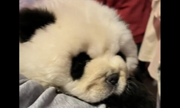 中国 犬をパンダに見せかけ 撮影利用 異様なおとなしさに疑問