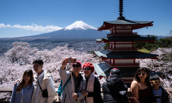 富士山麓で桜満開　オーバーツーリズムに悩む富士吉田市