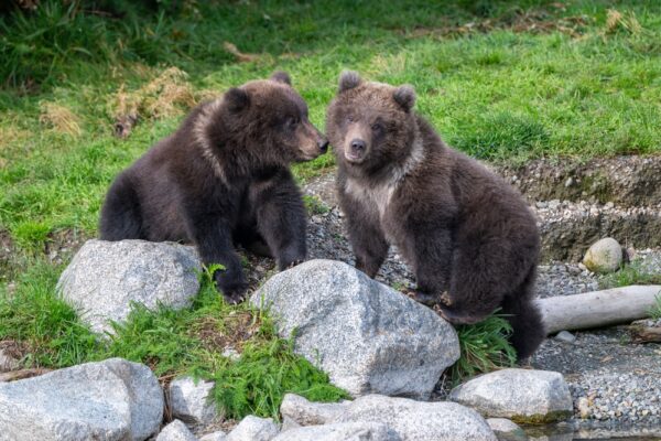 冬眠明けの初水浴び　子グマ2頭が大はしゃぎ
