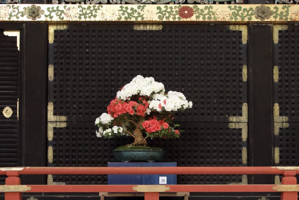 世界遺産・日光東照宮で「第4回日本宝樹展（春季）」開催　盆栽を通じ生命と平和を学ぶ