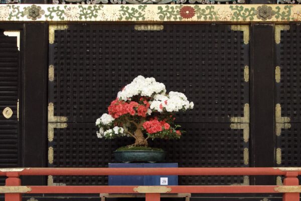世界遺産・日光東照宮で「第4回日本宝樹展（春季）」開催　盆栽を通じ生命と平和を学ぶ