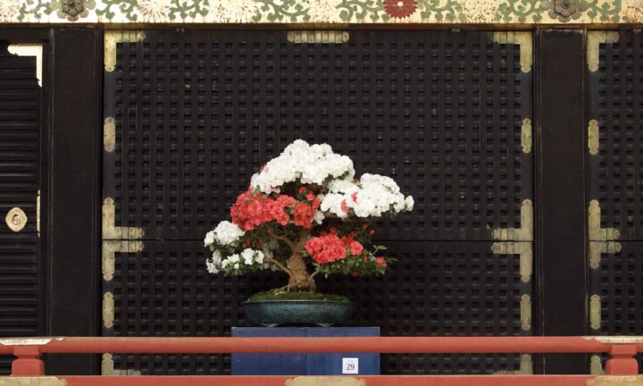 世界遺産・日光東照宮で「第4回日本宝樹展（春季）」開催　盆栽を通じ生命と平和を学ぶ