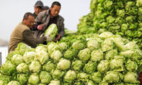 中国 収穫されず畑で腐る白菜 1玉4円でも売れず