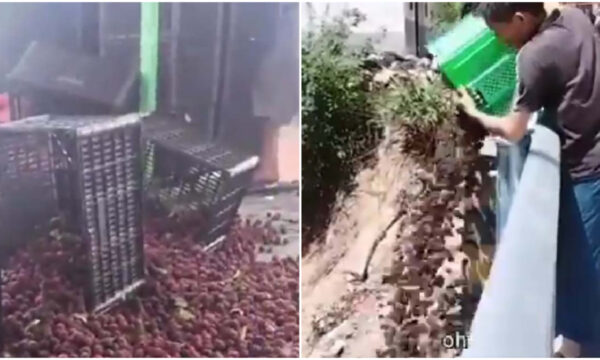 「自分たちは食べない」と業者も漏らす「薬漬けヤマモモ」　産地で大量廃棄＝中国