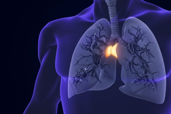 長寿の鍵は「胸腺」にある？