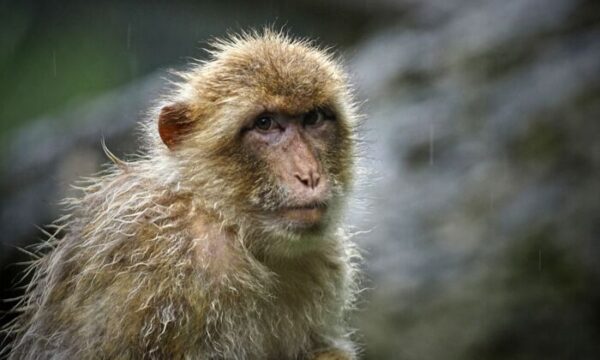 「エサやるな！ そのお金は自分に使え」 心に刺さると話題の動物園放送＝中国