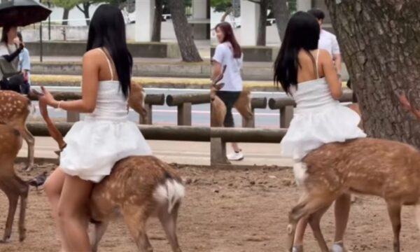 奈良の鹿にまたがろうとする女性に批判殺到　動画拡散で県が注意喚起