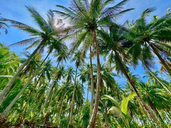 ココナッツ1個15円に暴落　タイの農業を侵食する中国系企業　当局が厳罰化へ