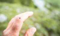 ダニに刺されないために　屋外活動前後にできる予防策