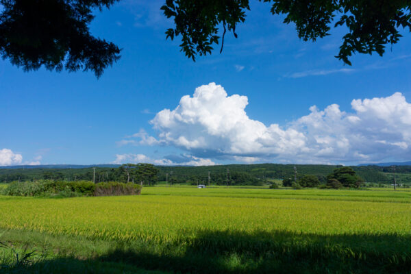 夏至：日本の「半夏生」に息づく養生の知恵
