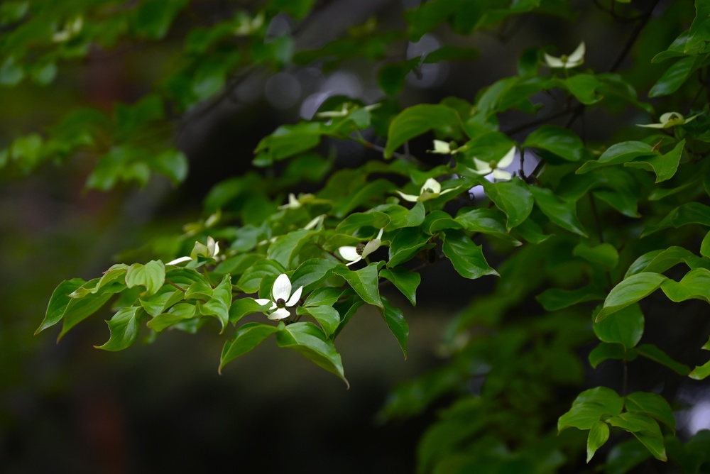 忙しい現代人のための　日々に静寂を取り戻す3つの生活美学