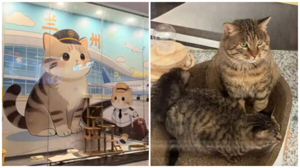 中国の空港に「ネズミ対策室」　野良猫一家が正式採用