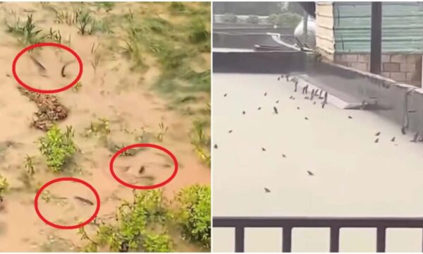 毒蛇大量流出　洪水後の街に広がる恐怖＝中国・広西