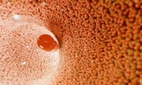 腸内細菌が薬の効き目を変える？　一部の処方薬で新研究