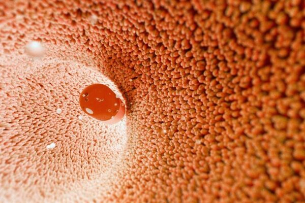 腸内細菌が薬の効き目を変える？　一部の処方薬で新研究