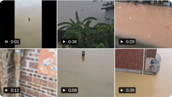 中国・広西洪水でヘビ900匹流出　毒蛇コブラも　1人死亡