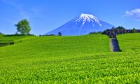 「日本茶」をGI登録　中国の抹茶増産や模倣品に対抗
