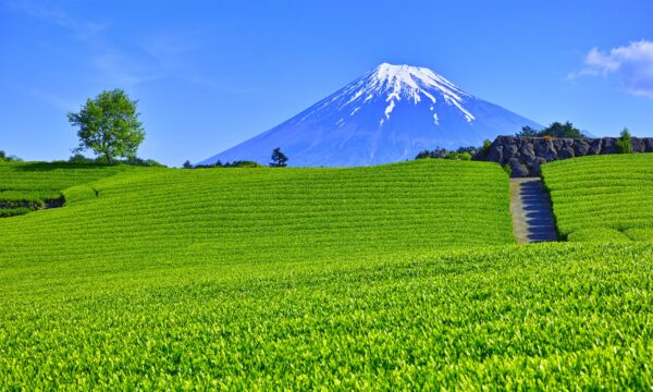 「日本茶」をGI登録　中国の抹茶増産や模倣品に対抗