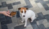 愛犬が急に食べなくなったら　体調不良や不安など確認したいサイン