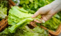 レタスを安心して食べるために　選び方と洗い方の基本