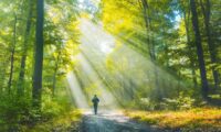 緑の中で頭がすっきりする理由　自然が脳の疲れを癒やす仕組み
